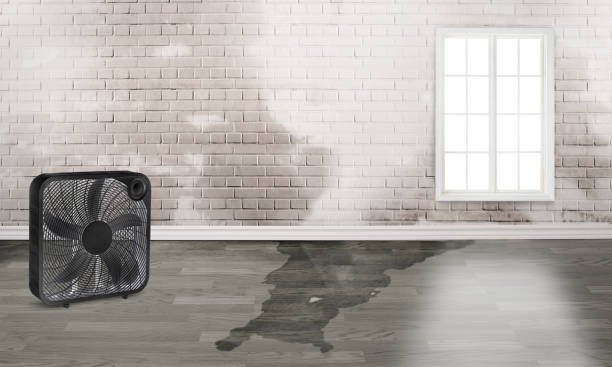 Best Water damage restoration mold remediation  in Candor, NC